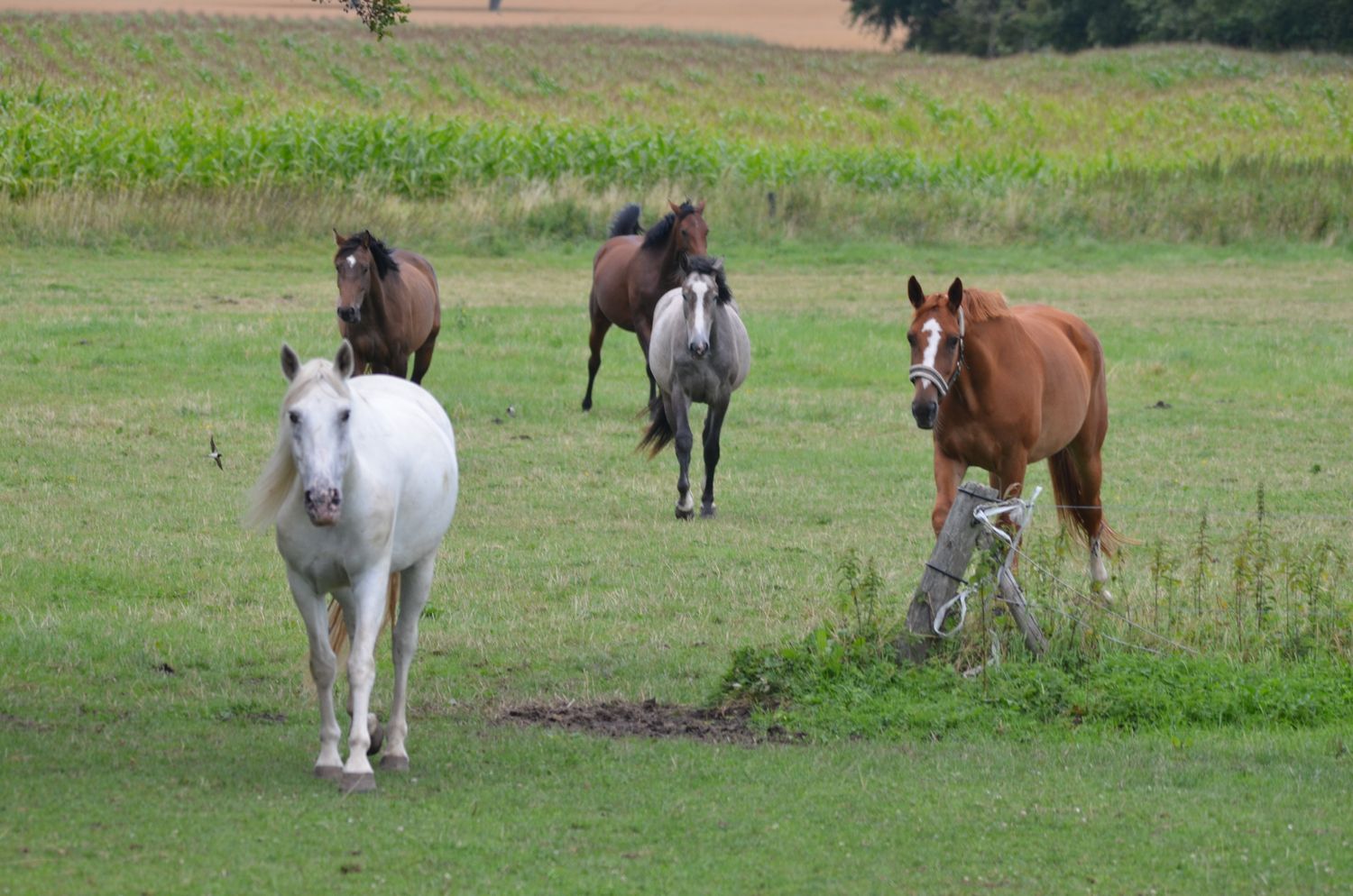 Paardjes