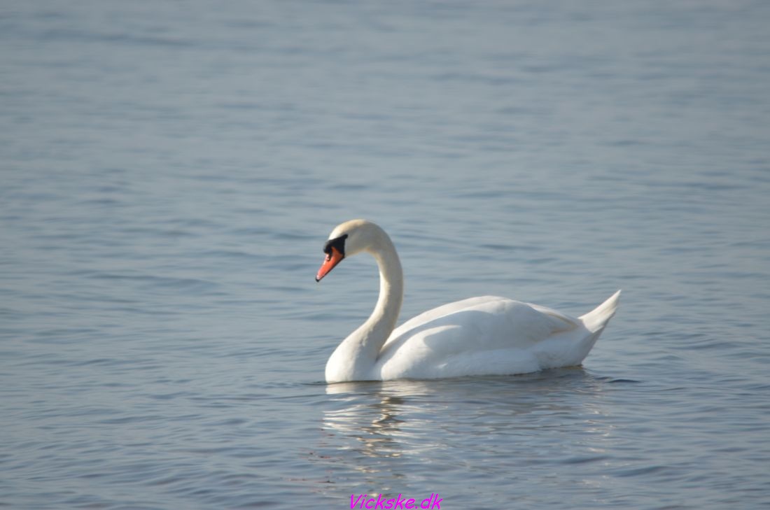 Zwaan