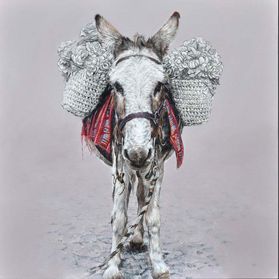 DARREN THE DONKEY