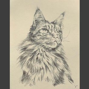 MAINECOON