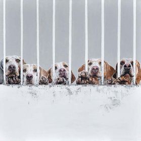 KENNELS