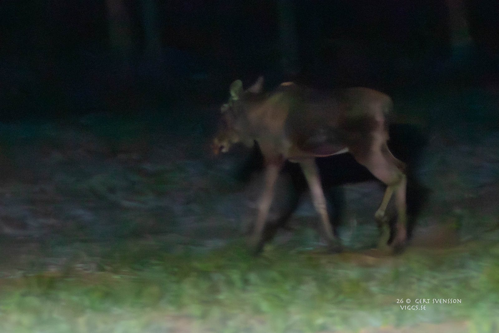 ÄLG