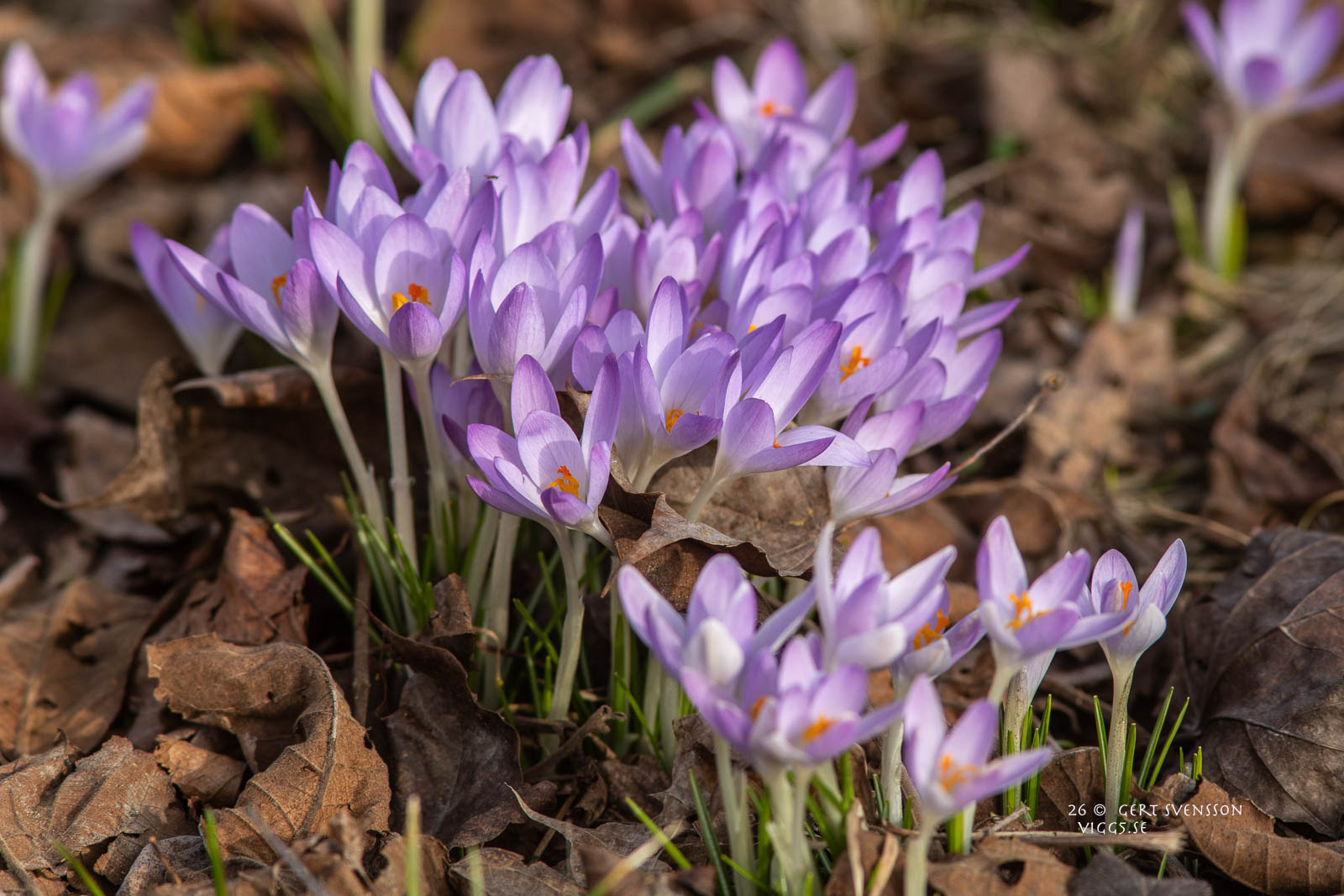 KROKUS 