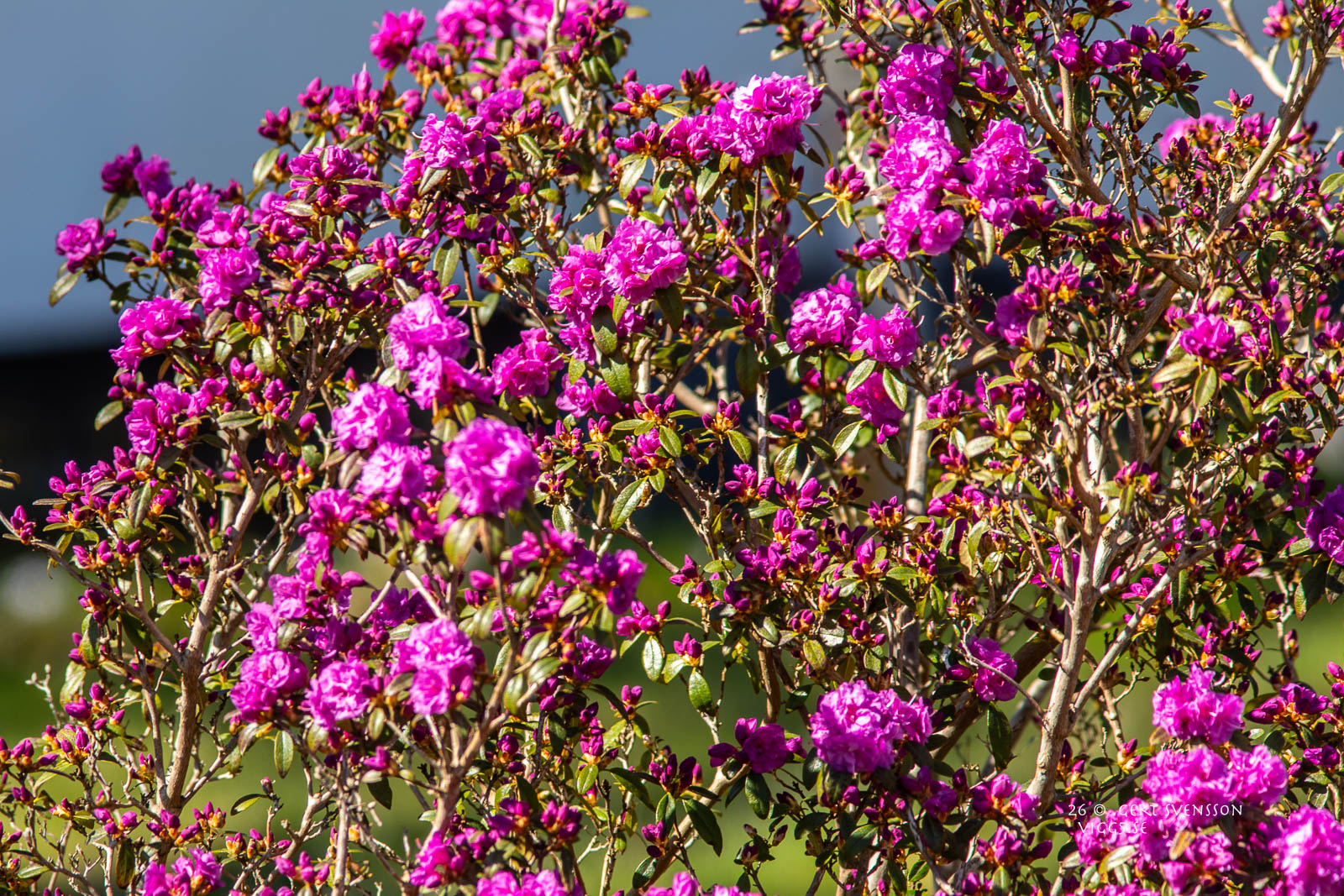Rhododendron