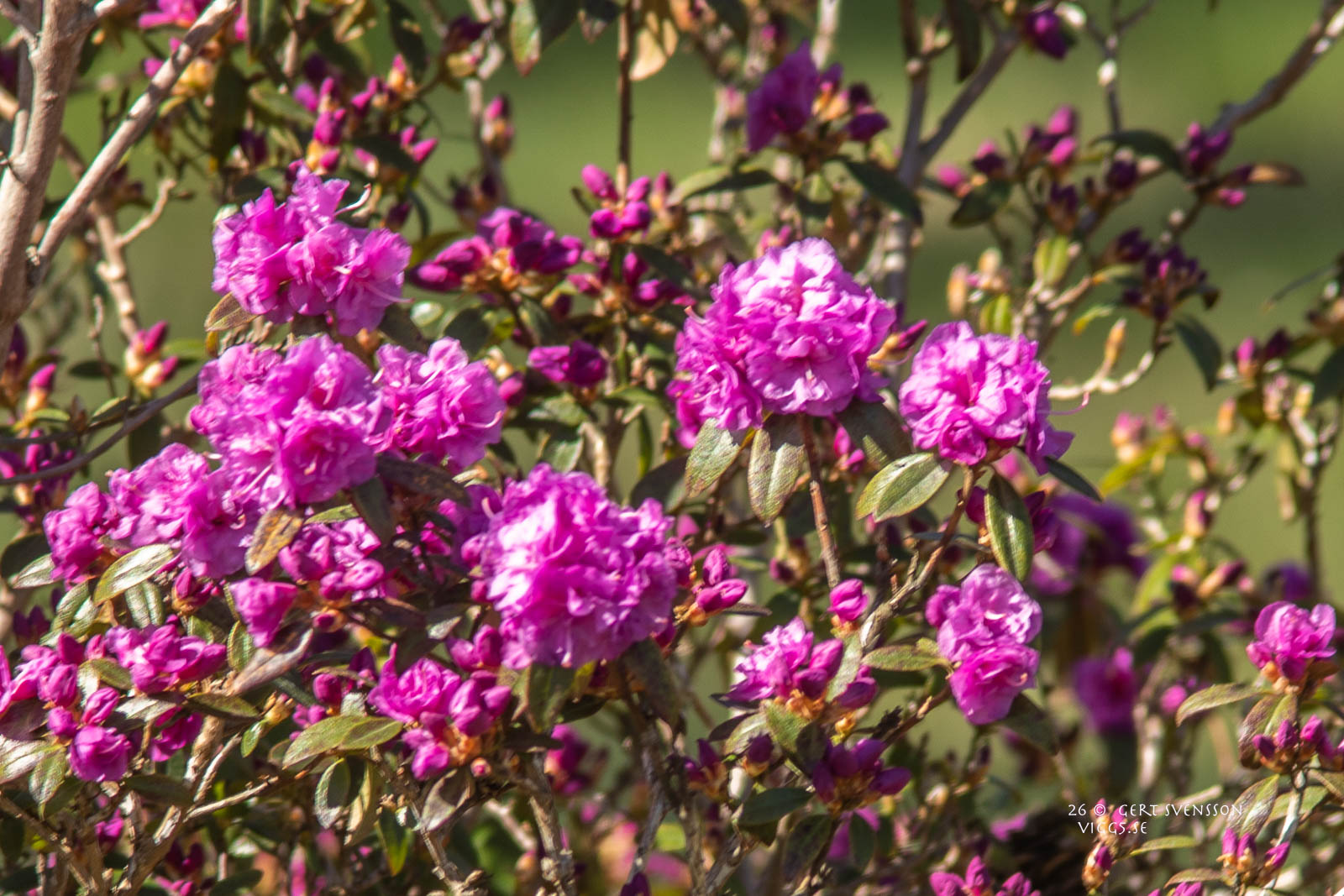 Rhododendron
