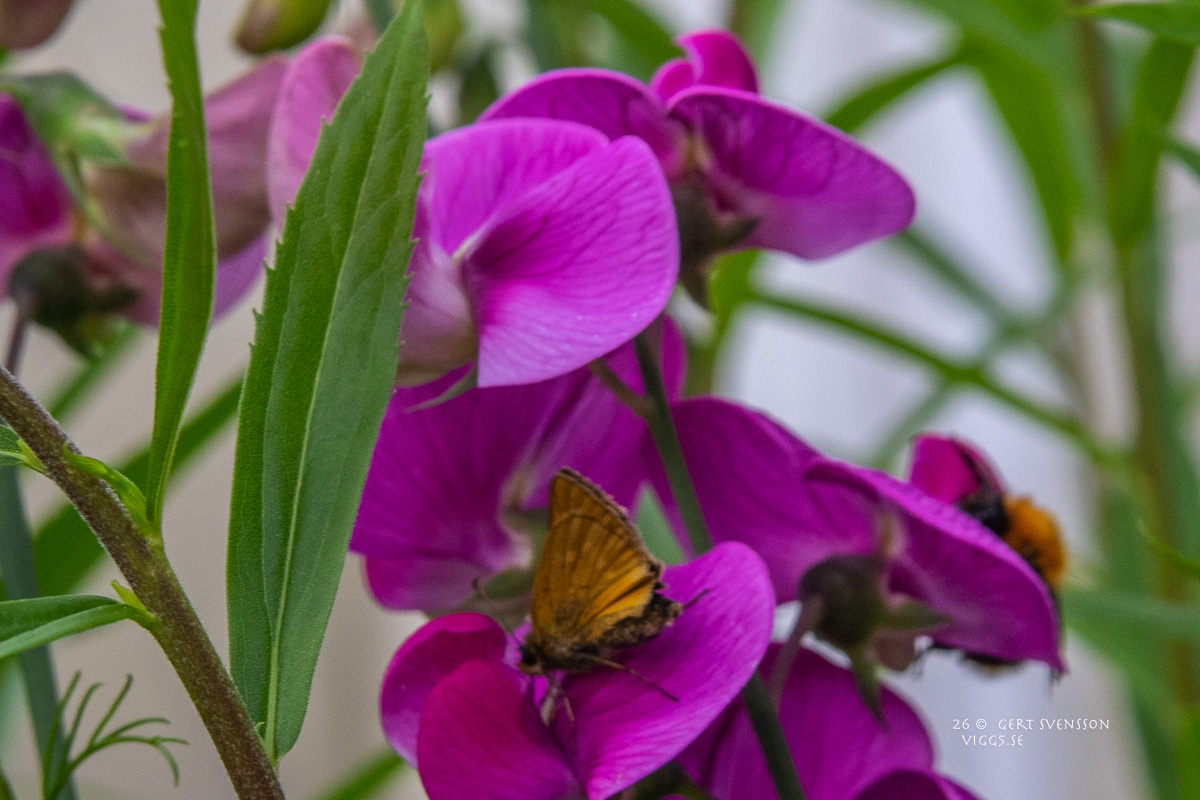 Ärtblomma -3