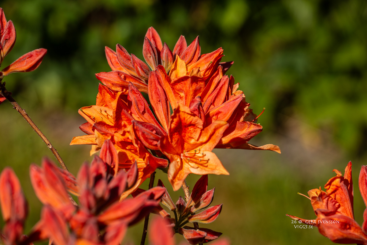Azalea -1