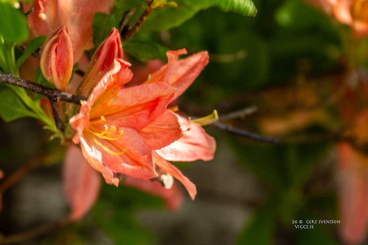 Azalea -2