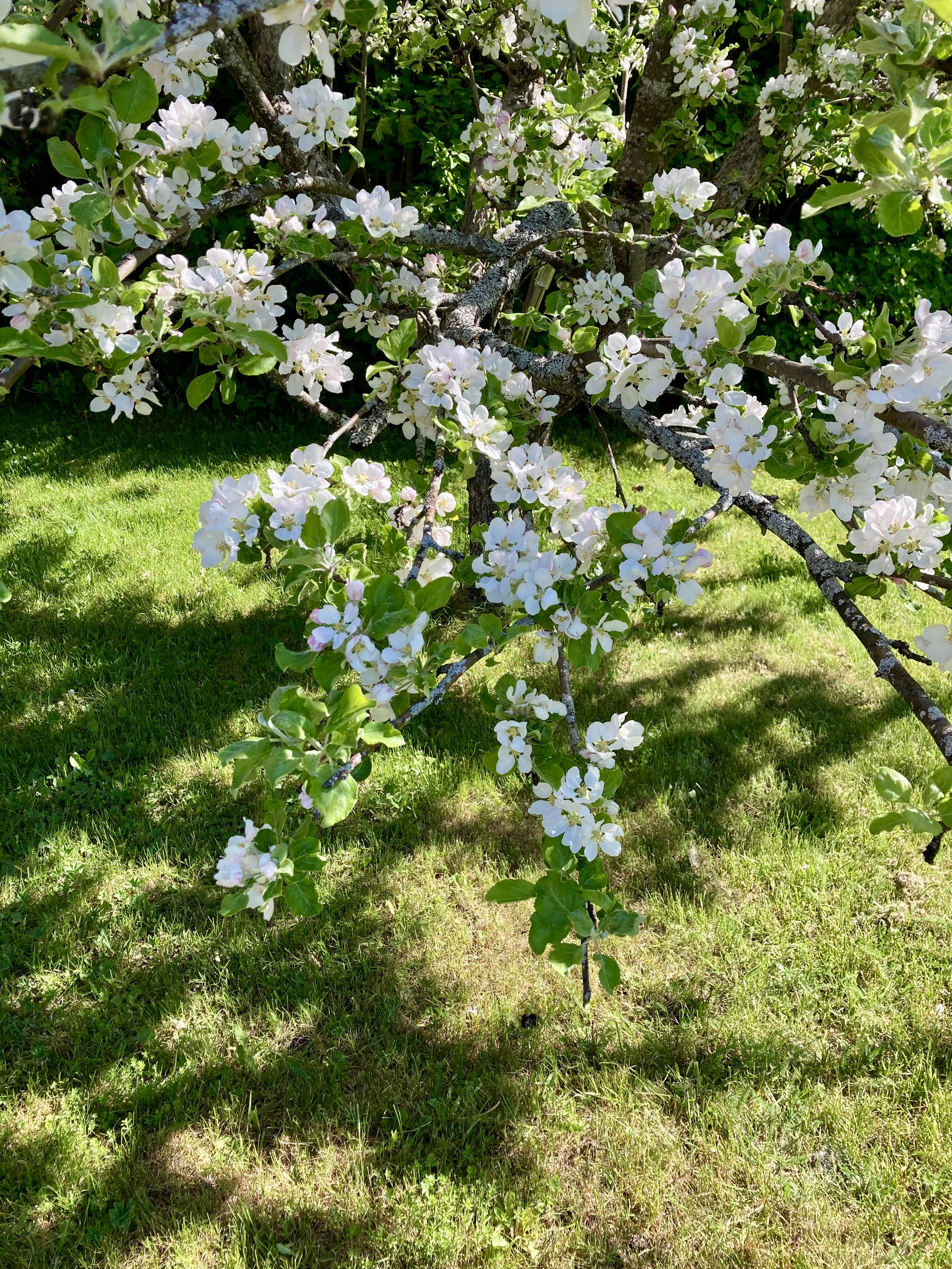 äppelblom