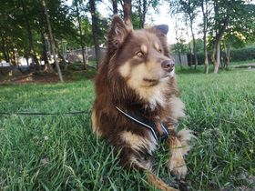 Viksmyras Balto