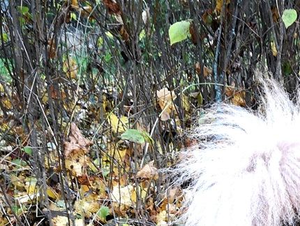 Samejäntans Lejonhjärta