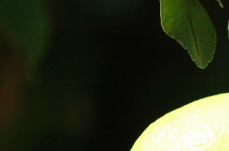 le citronnier bio qui permet de cuisiner d'excellentes confitures bio maison pour le plus grand plaisir de nos hôtes