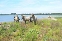 Vakantiewoning voor 12 personen in het Maasland, De Wissen visitor center.