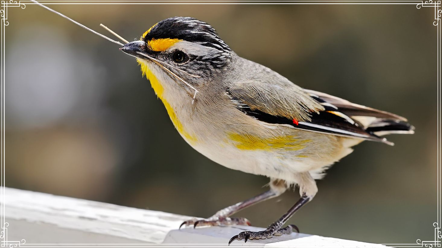 Pardalotus (diamantvogel)
