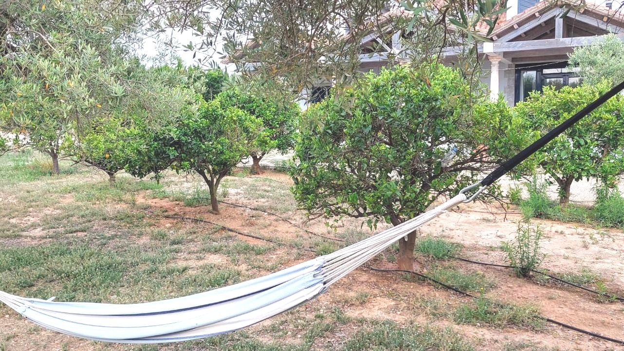 Sinaasappelbomen