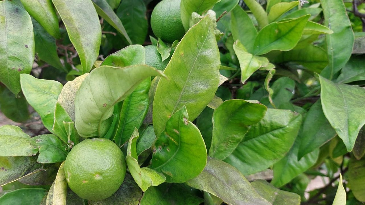 Sinaasappels