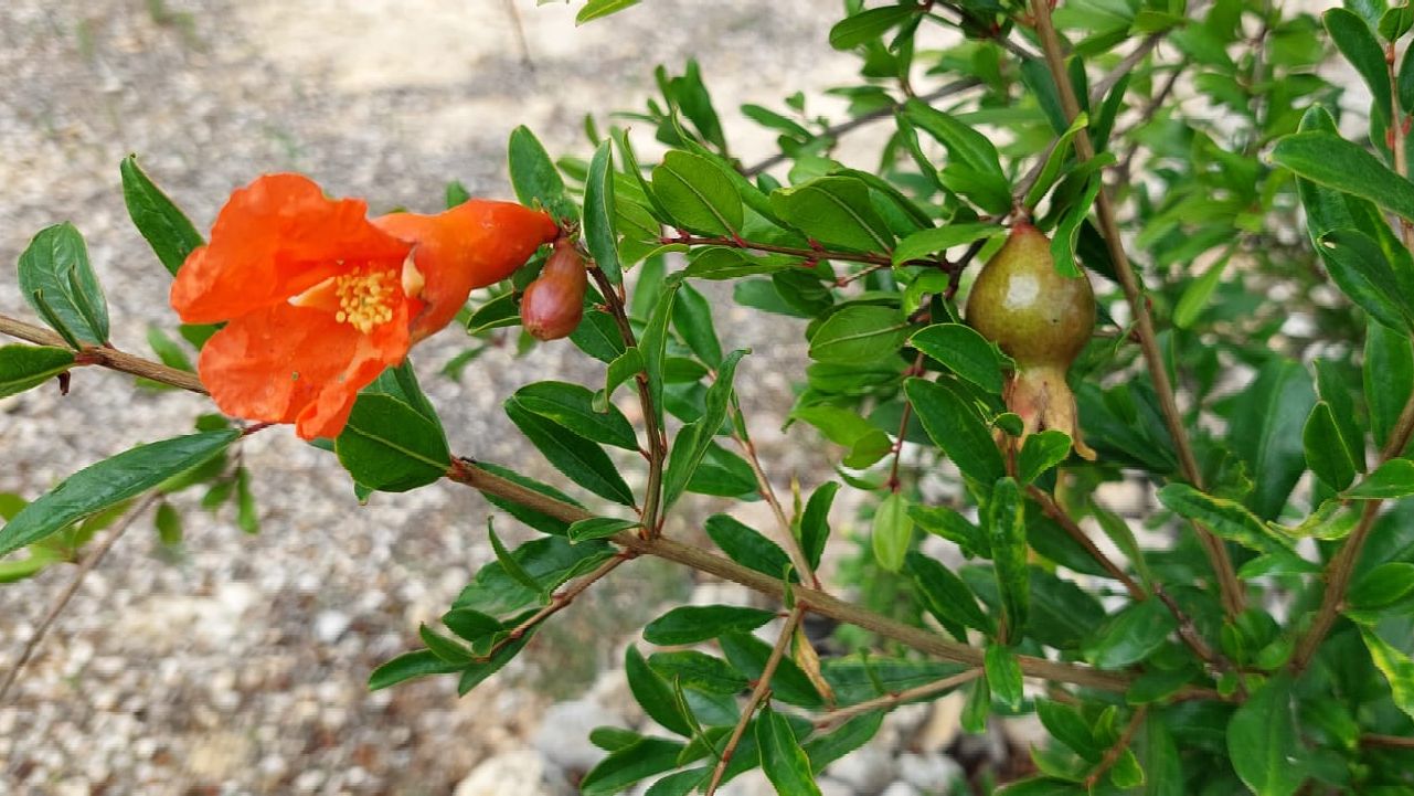 Granaatappels