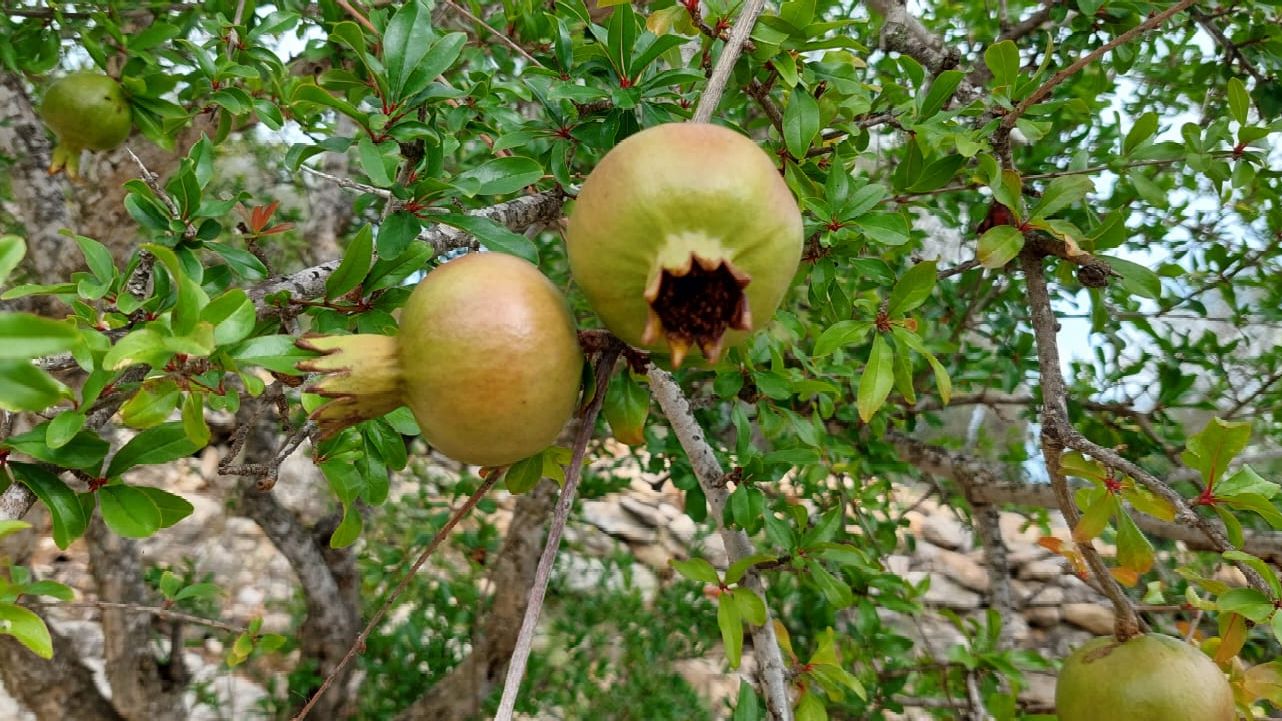 Granaatappels