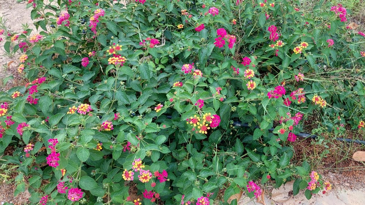 Tuin