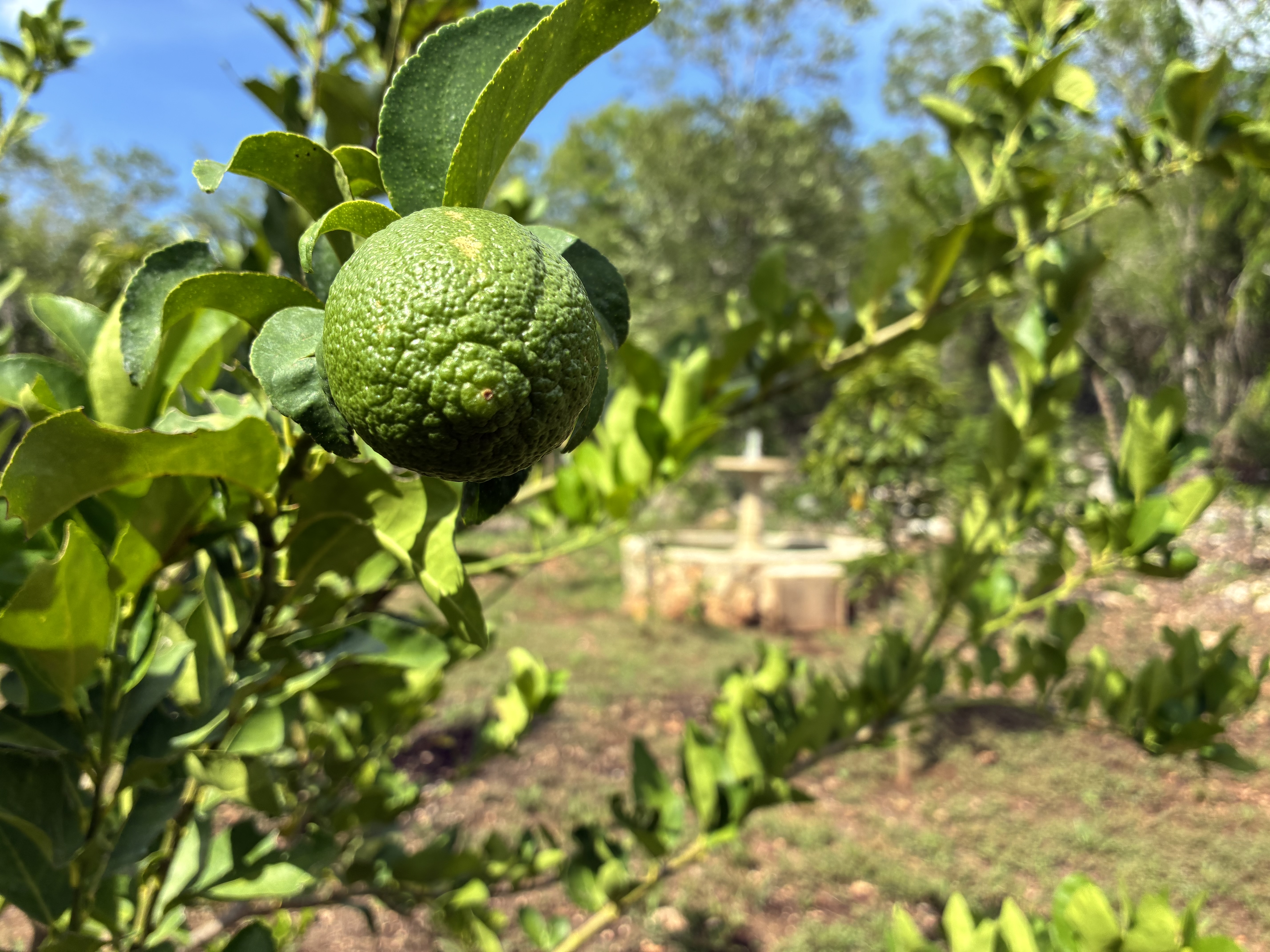 Lemon trees in the orchard