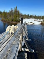 Løvsjøelva