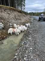 Sleden er bytta ut med atv