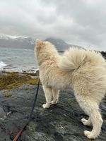 Ella på Horn