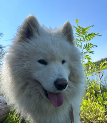 Ulrik