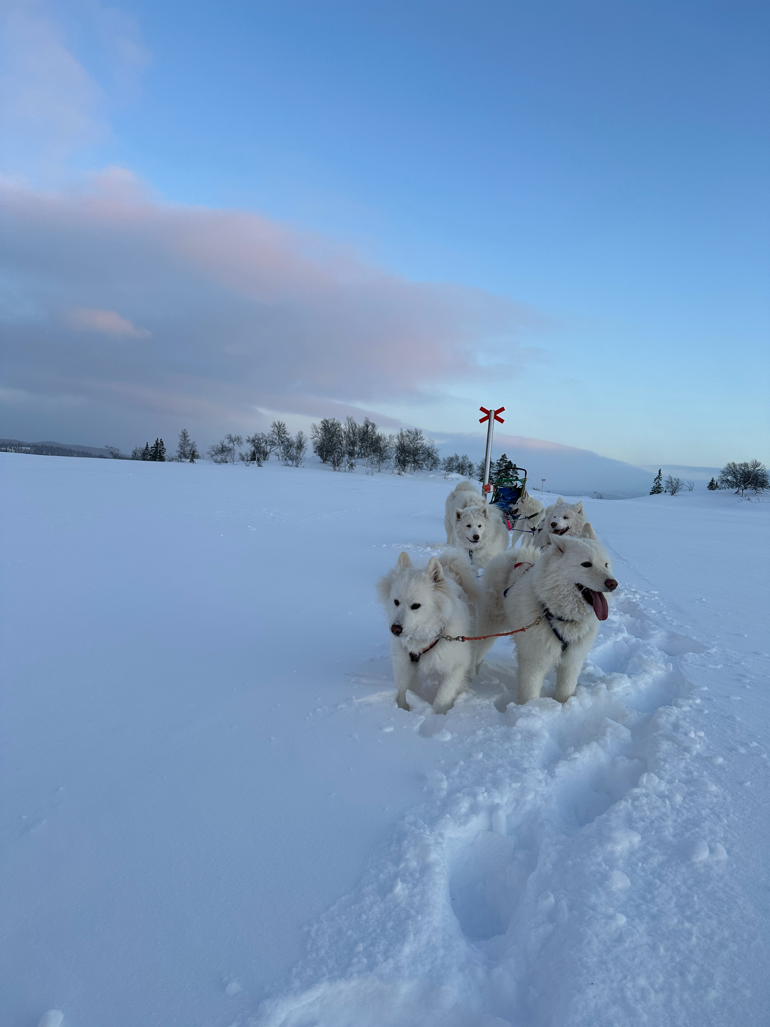 Vi trakker opp skuterleden;)