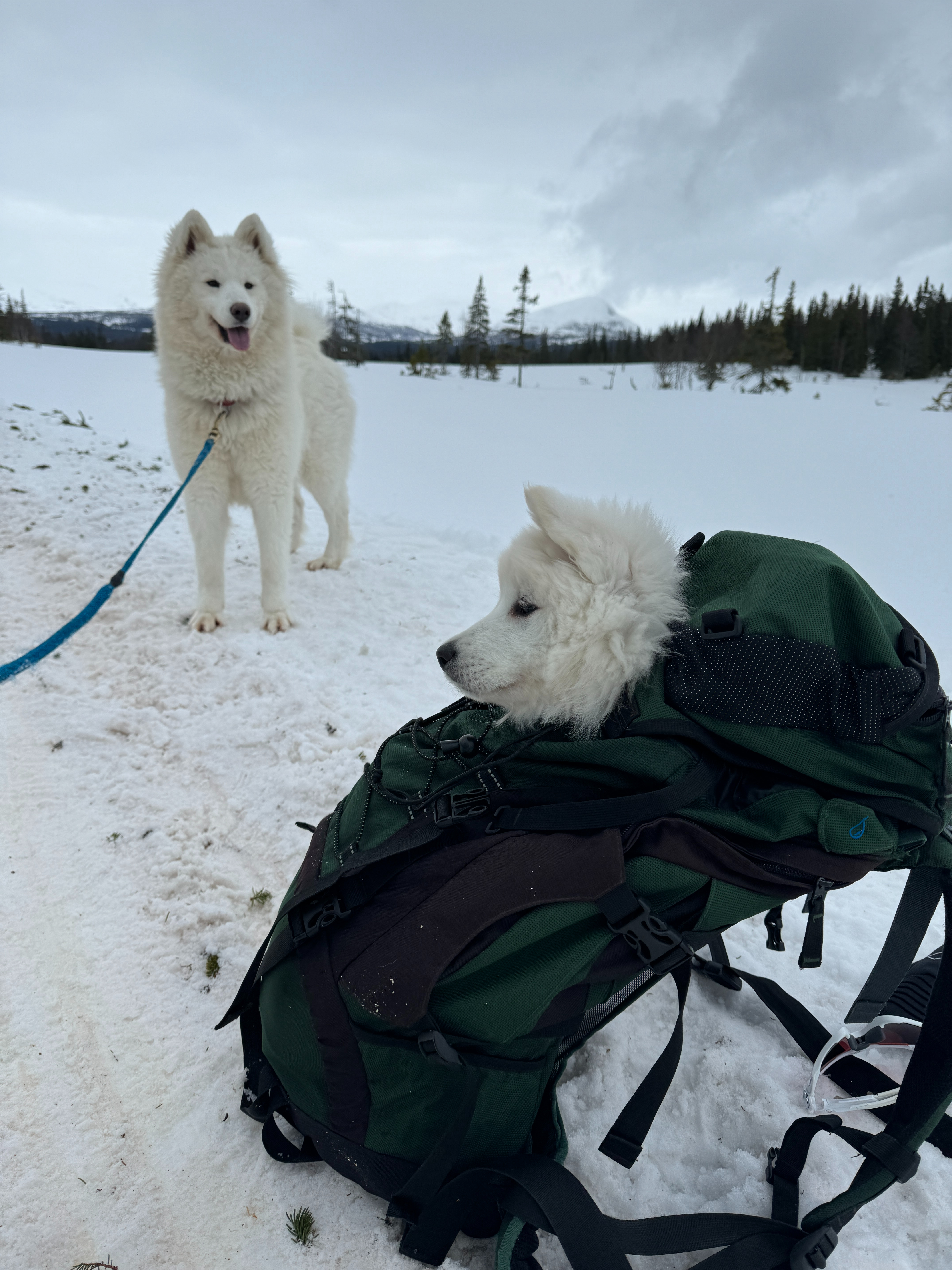 Ella og Mollis på tur rundt Seterhaugen ble sliten!