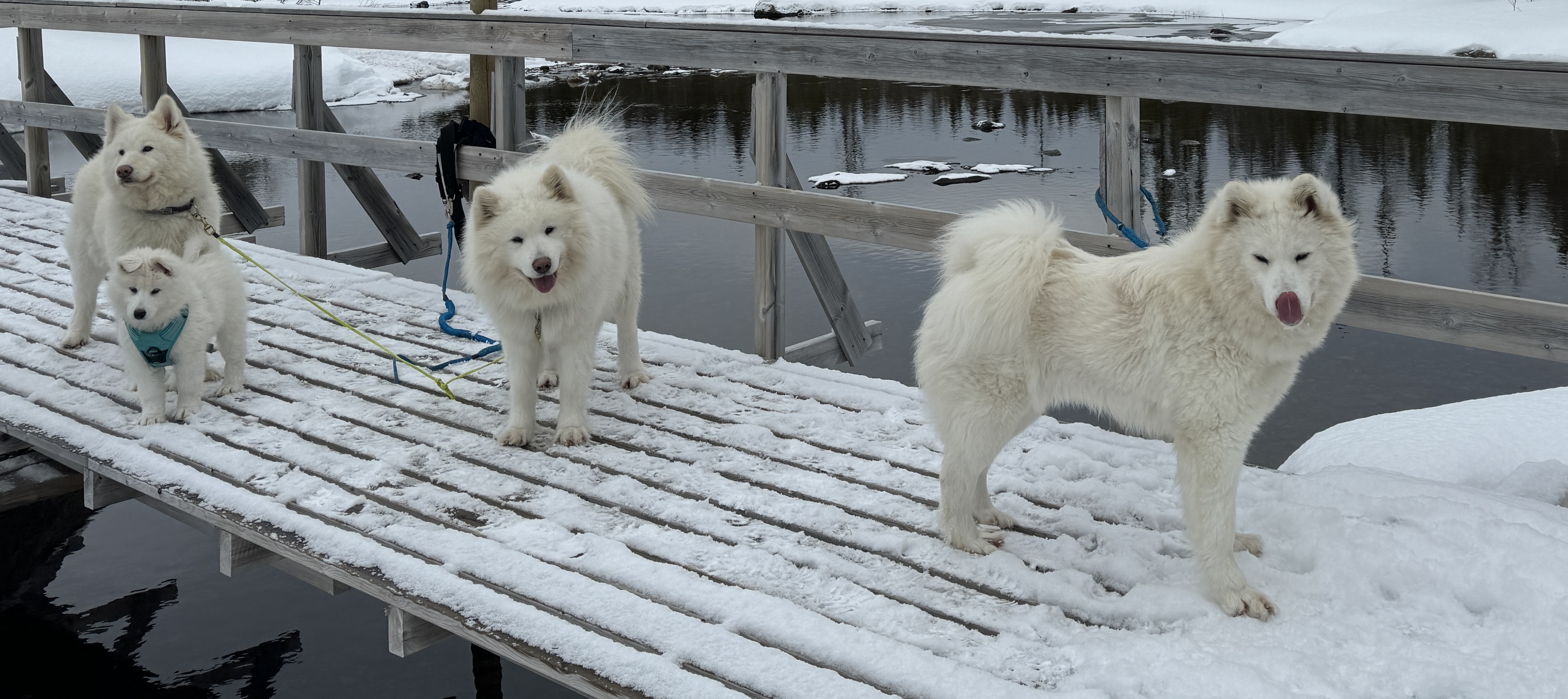Anne,Mollis,Ulrik og Ella