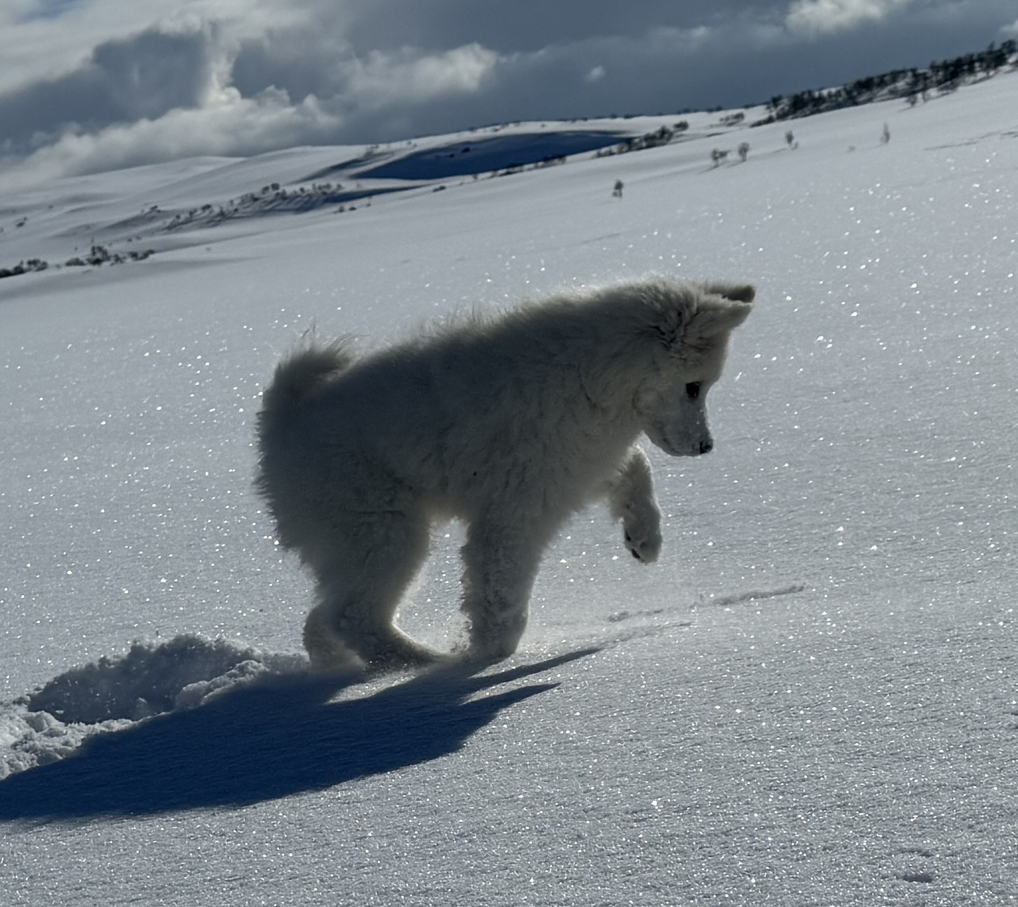 Mollis leker på Kjerdelsvatnet