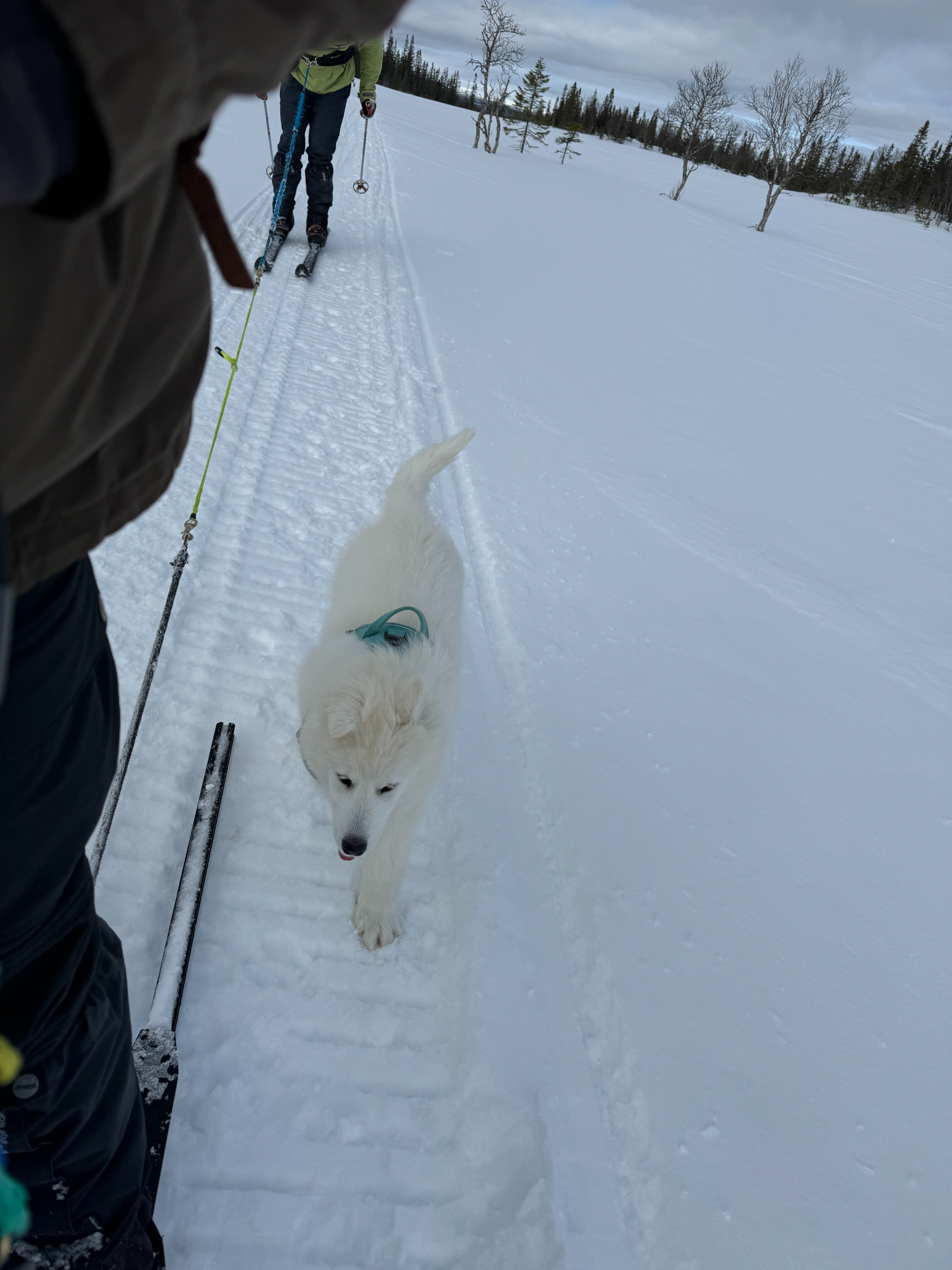 Mollis får ned av sleden og løpe litt