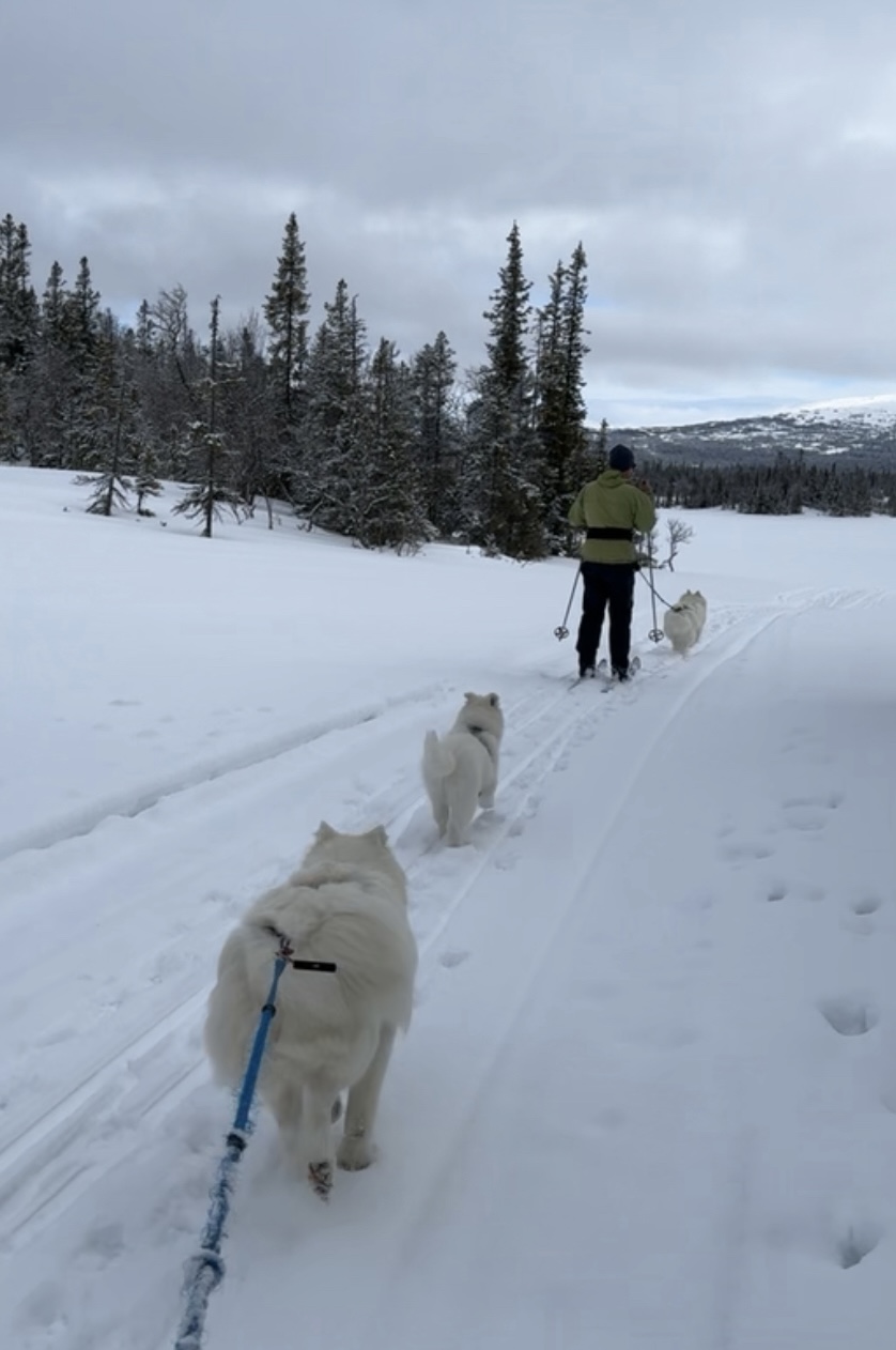 Vi på ski med Ella og Jenny  samt lille Mollis