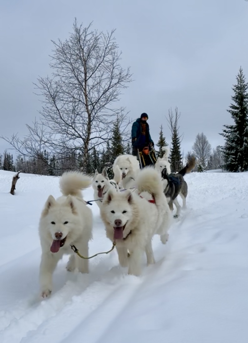 Sivert med seksspann