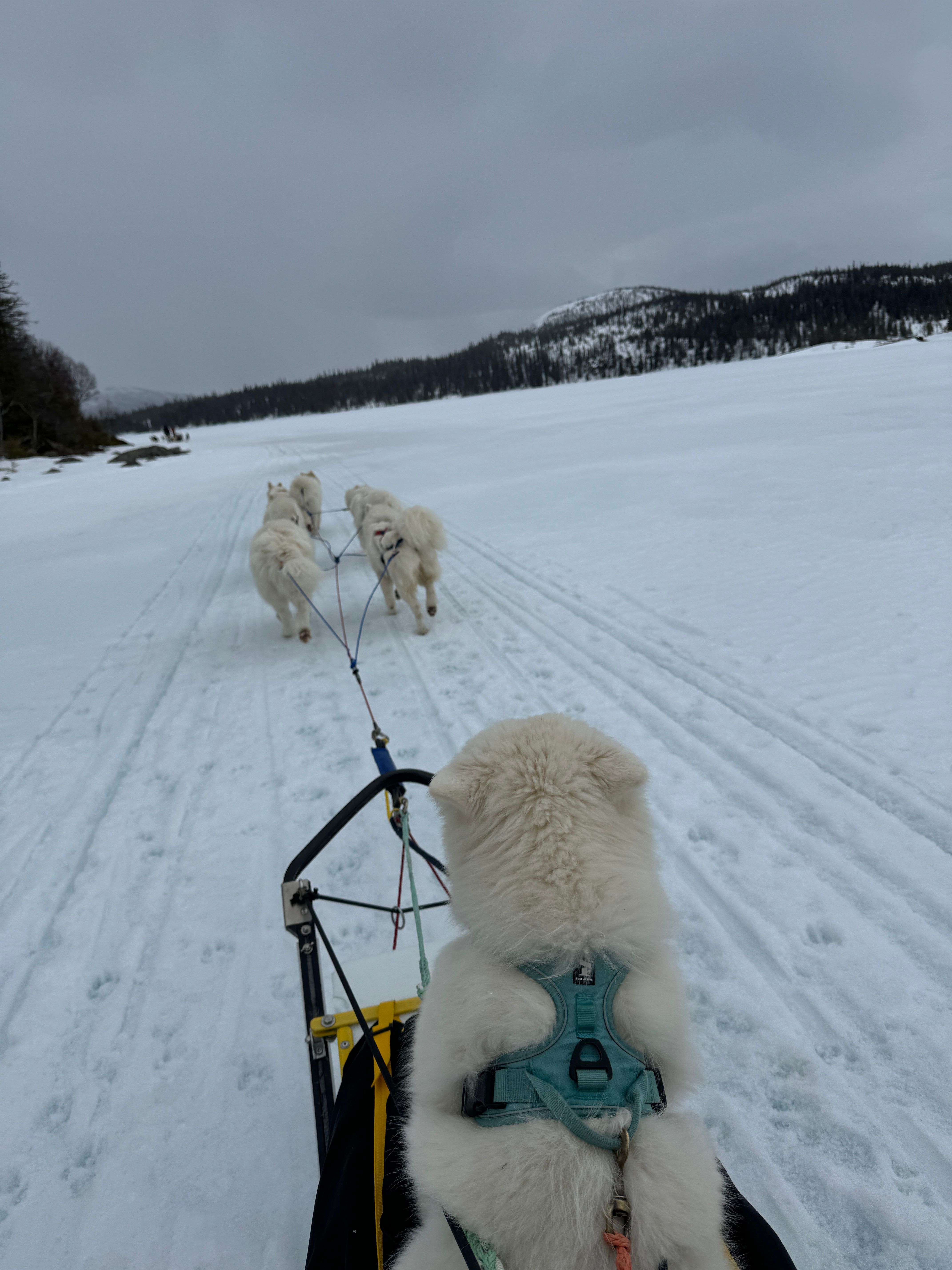 Inn over Stortissvatna