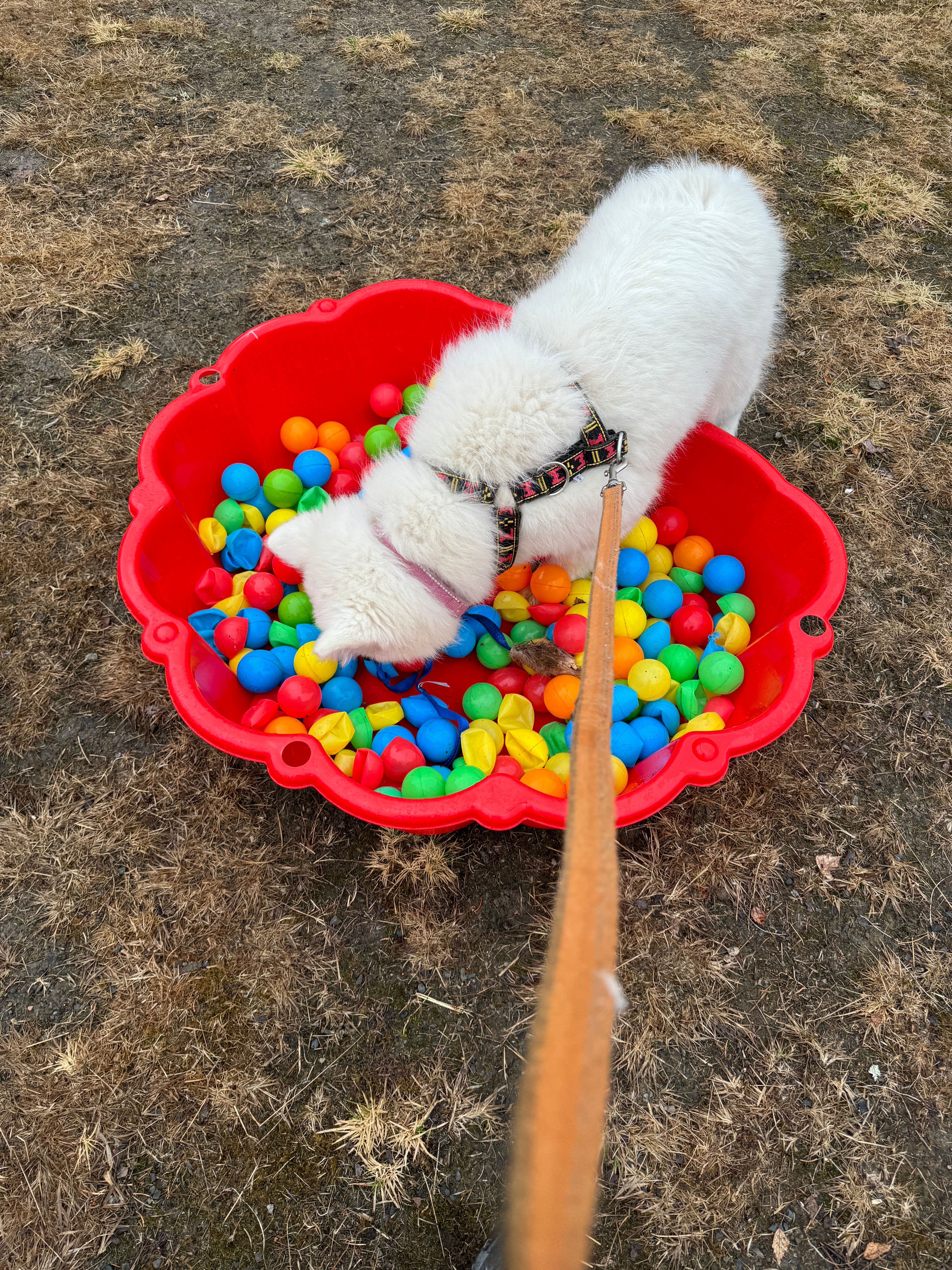 Mollis leter og leter