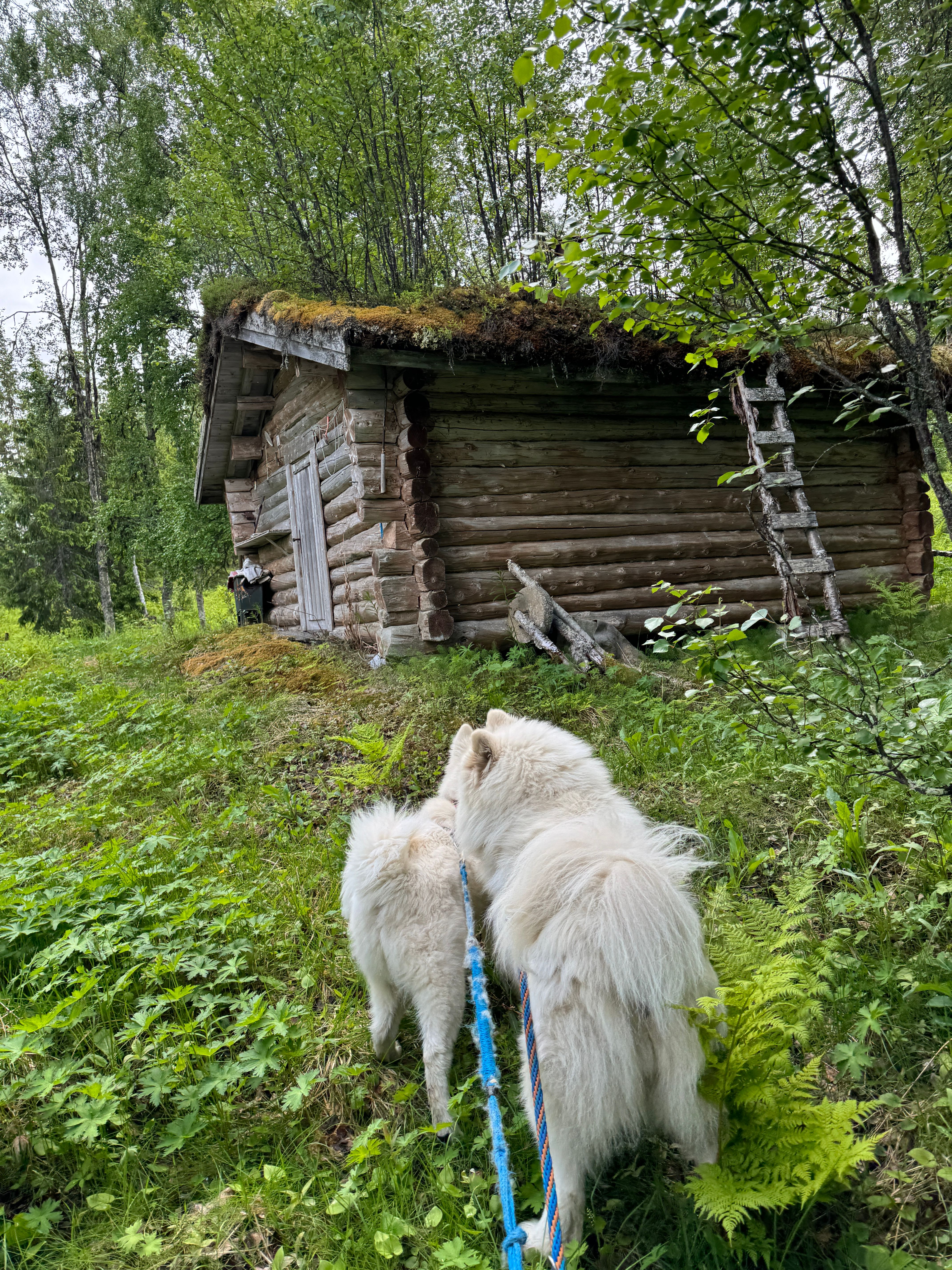 Sommertur til Hovdseteren. Mollis og Ulrik