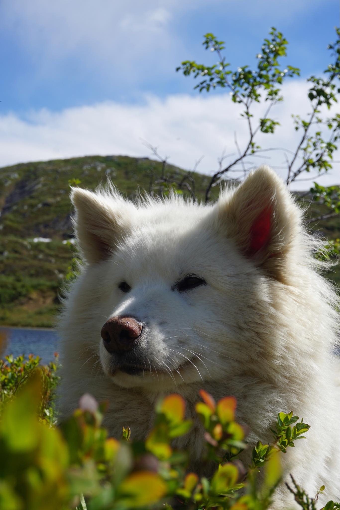 Ob Filippa av Vinterborgen