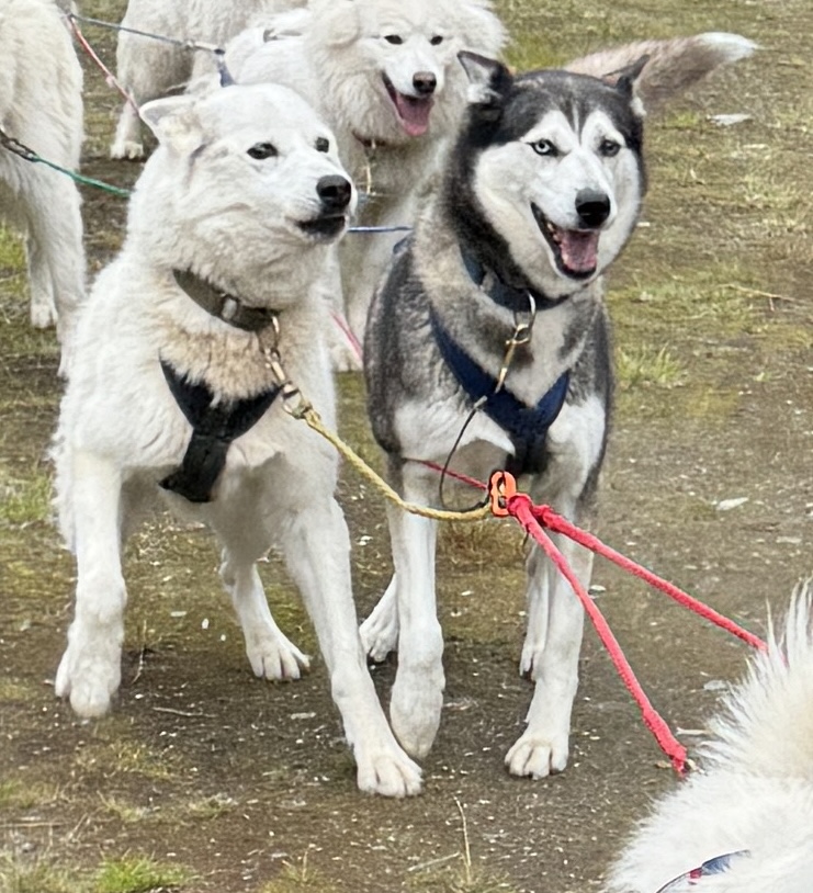 Ikke noe og si på iveren. Tine (hvit SH) er 13,5 år!