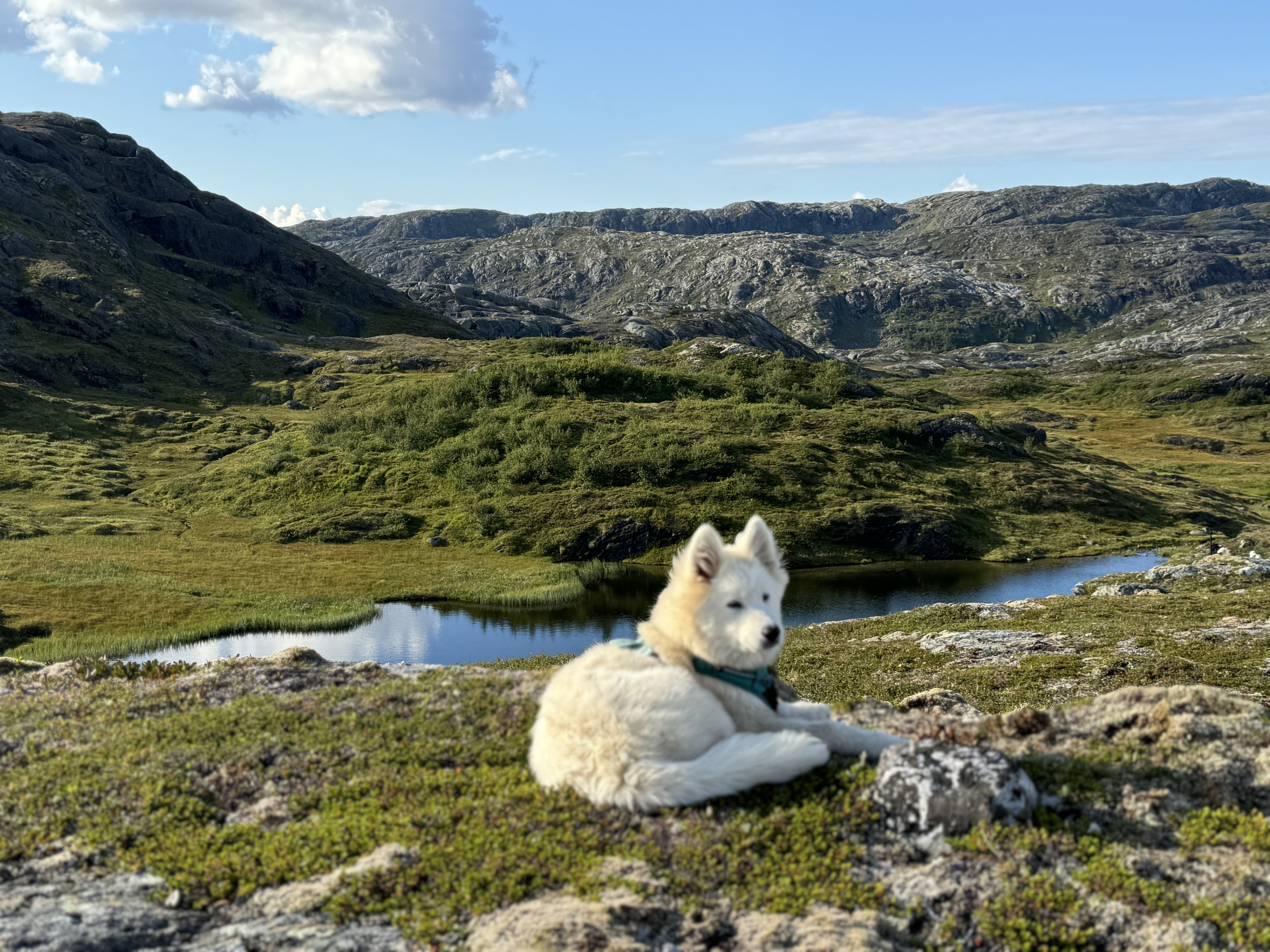 Meissa ved Tjuahkeretjønne