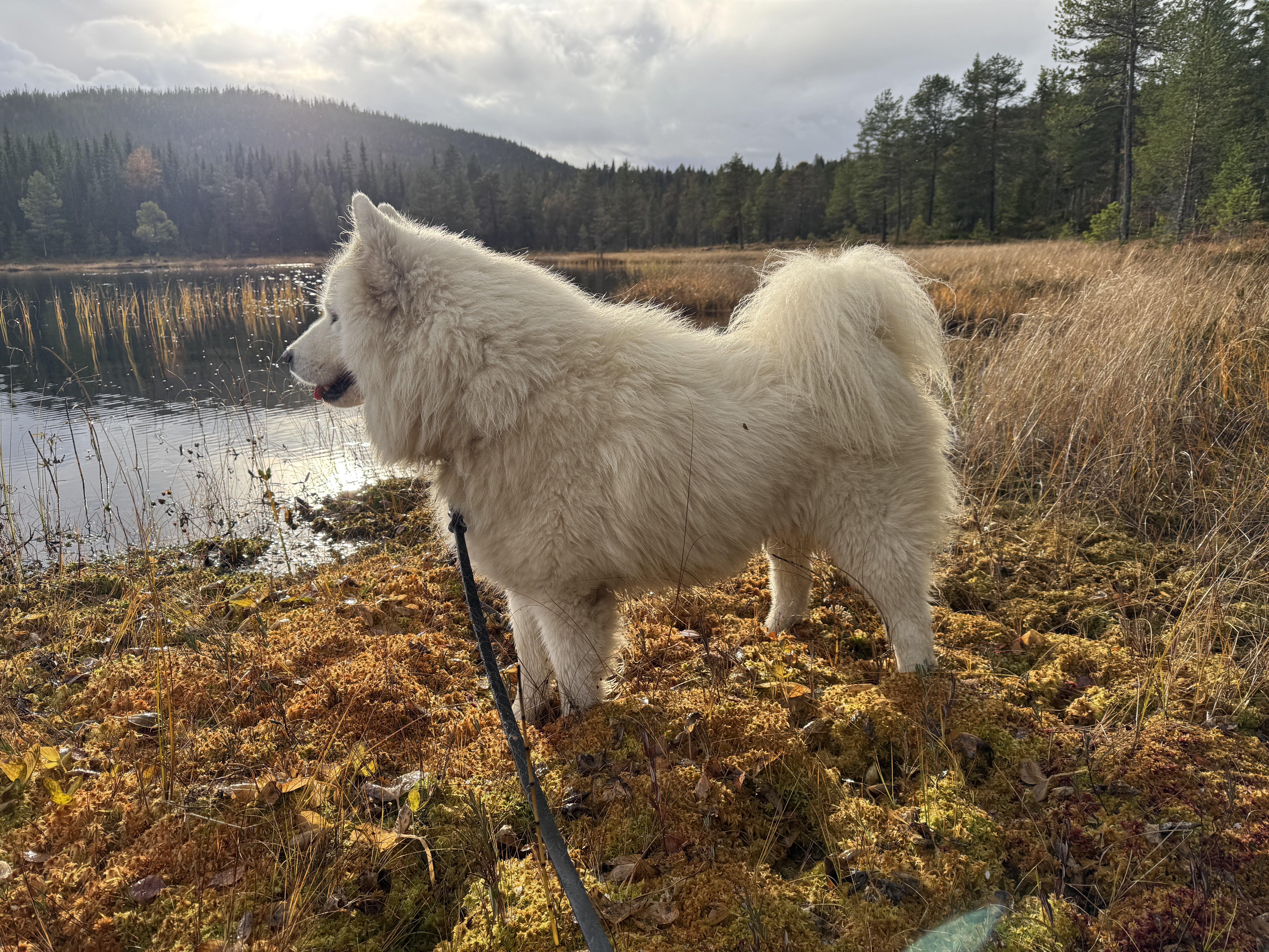 Quality Ulrik Andre av Vinterborgen