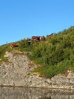 Tilskuere ved Hornsvatnet