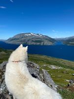 Velfjorden
