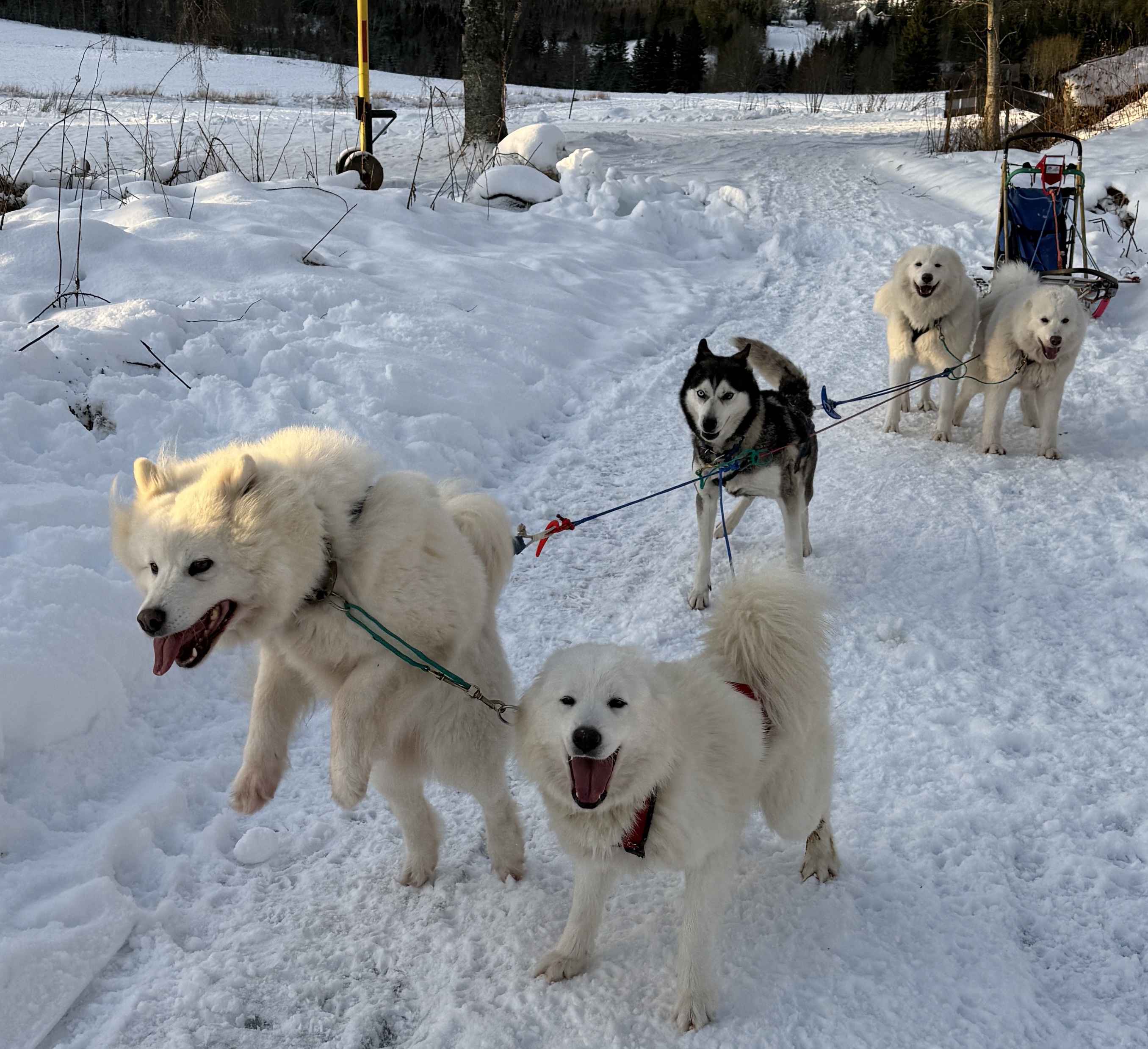 Jenny og Mollis digger utfart!