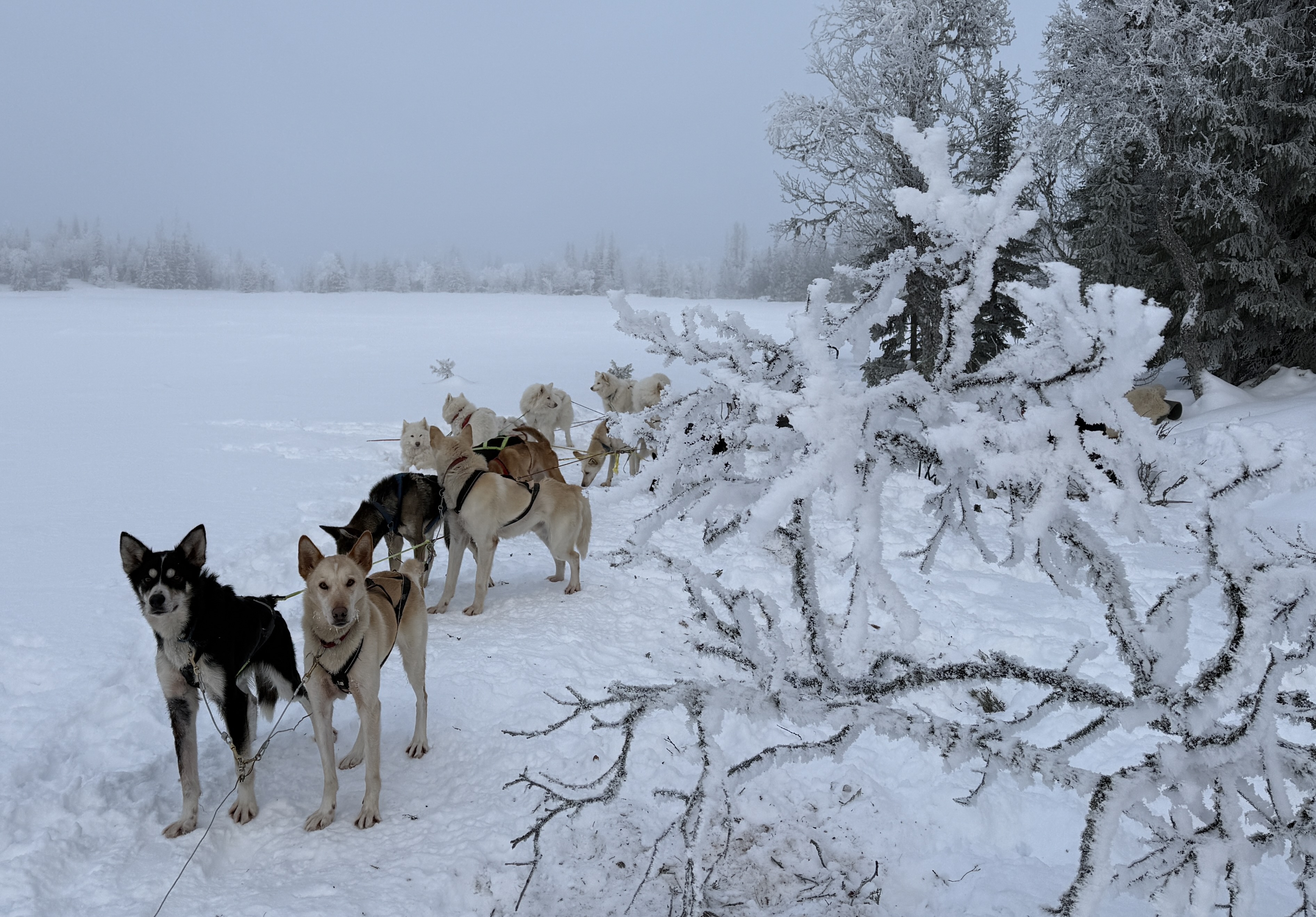 Heidi's atleter våre bak
