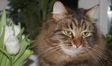 S*Vintermarkens Athoz af Aarii, 