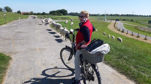 Deich Schafherde Campen