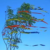 Maibaum
