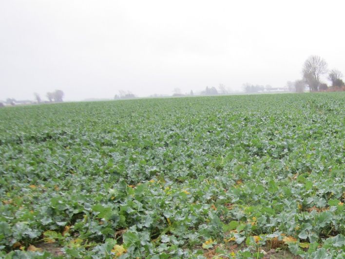 Her ses et tydeligt billede af overgødet giftig roemarken november 2013